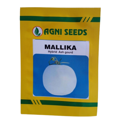 Malika - Ash Gourd